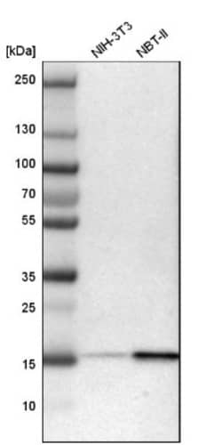 LMW-PTP/ACP1 Antibody, Novus Biologicals:Antibodies:Primary Antibodies